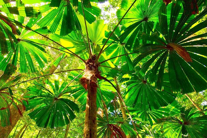 Excursão para pequenos grupos explorando a Floresta Tropical de Daintree, Mossman Gorge e Cape Tribulation a partir de Cairns, foto 21 | wizardtrip