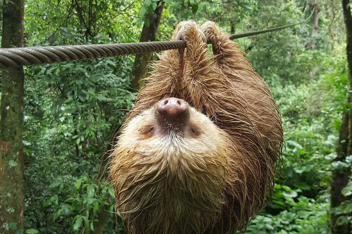 Oplev svævebane, rapelling og vandreture i den frodige Carpintera Hills regnskov nær San Jose, Costa Rica, foto 7 | wizardtrip
