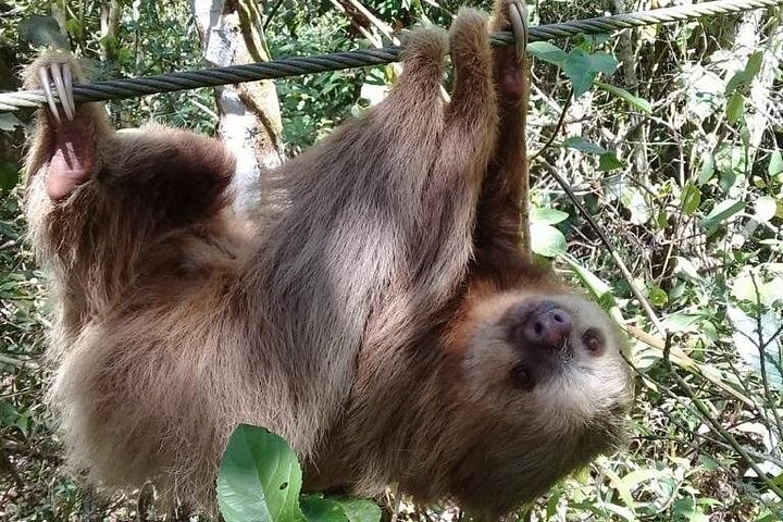 Oplev svævebane, rapelling og vandreture i den frodige Carpintera Hills regnskov nær San Jose, Costa Rica, foto 9 | wizardtrip