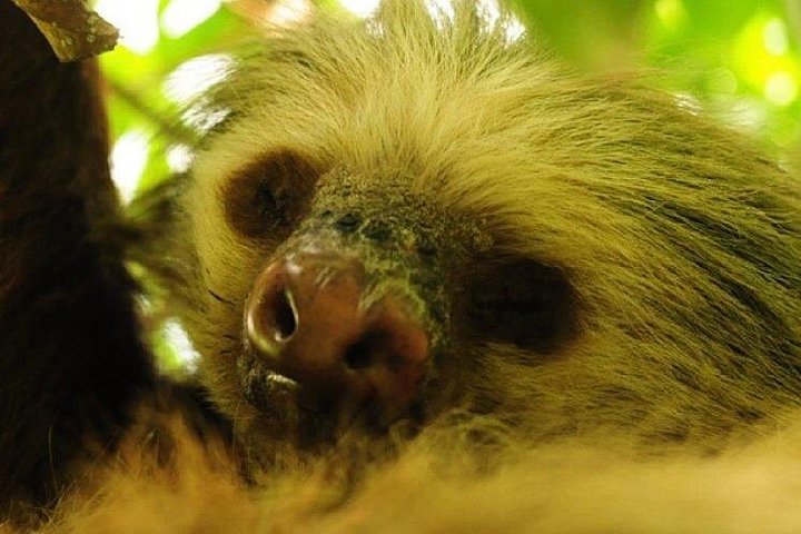 Oplev svævebane, rapelling og vandreture i den frodige Carpintera Hills regnskov nær San Jose, Costa Rica, foto 16 | wizardtrip