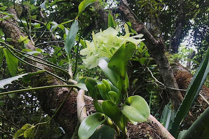 Oplev svævebane, rapelling og vandreture i den frodige Carpintera Hills regnskov nær San Jose, Costa Rica, foto 19 | wizardtrip