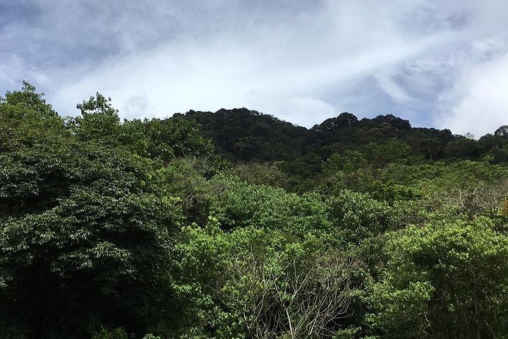 Oplev svævebane, rapelling og vandreture i den frodige Carpintera Hills regnskov nær San Jose, Costa Rica, foto 20 | wizardtrip