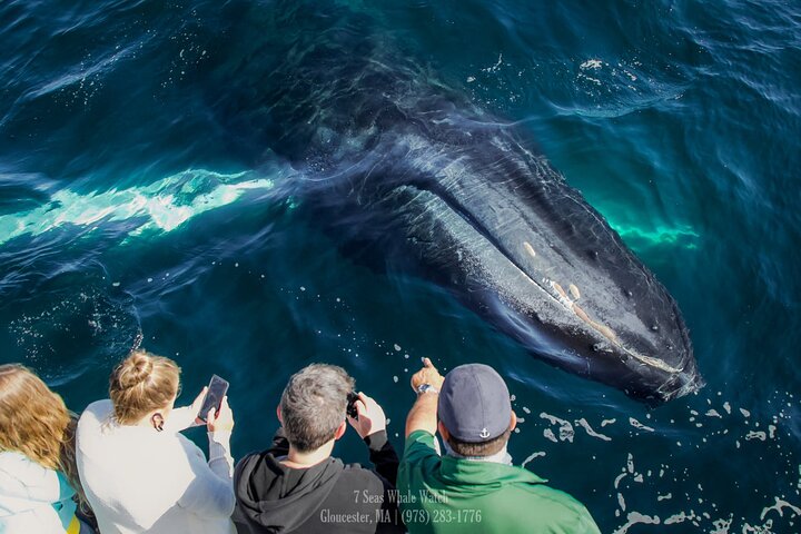 Observation des baleines à Stellwagen Bank. Observations garanties ! | wizardtrip