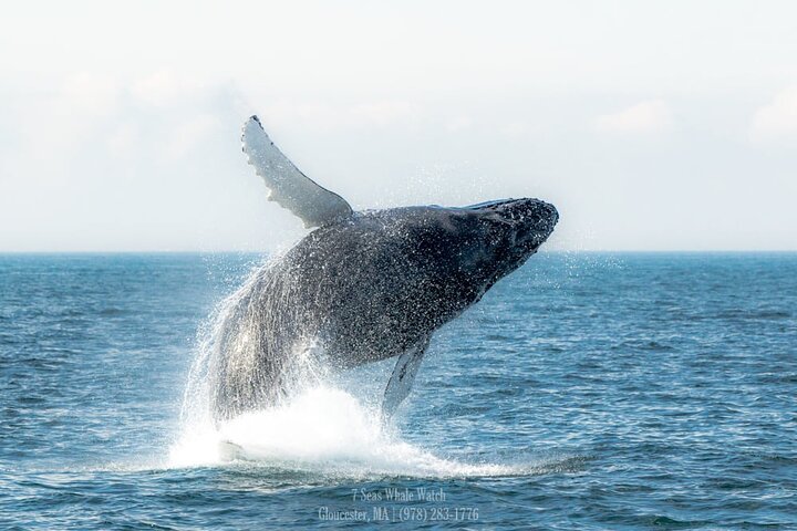 Excursion d'observation des baleines depuis Gloucester, MA, observation de baleines et de la vie marine, photo 6 | wizardtrip