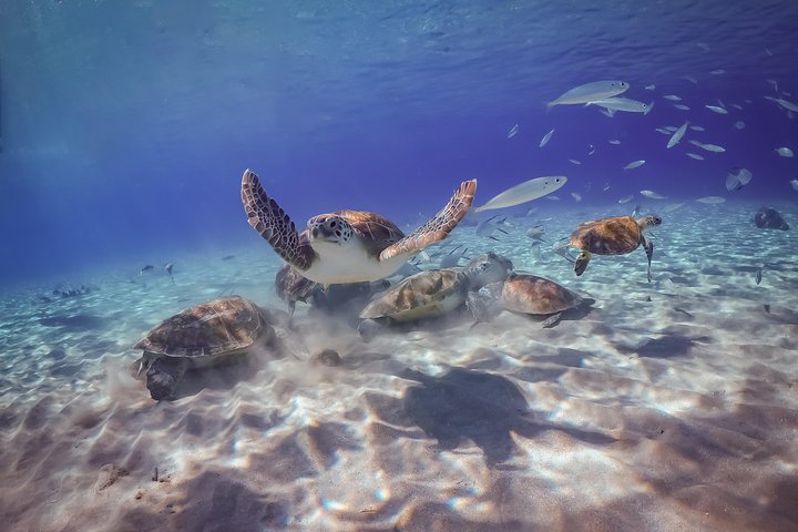 Explore a beleza natural de Curaçao com passeios a grutas, snorkeling com tartarugas e relaxamento na praia, foto 2 | wizardtrip