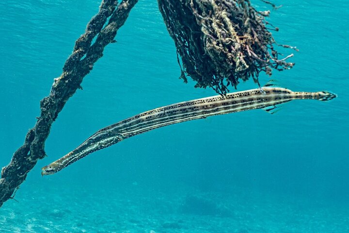 Explore a beleza natural de Curaçao com passeios a grutas, snorkeling com tartarugas e relaxamento na praia, foto 3 | wizardtrip