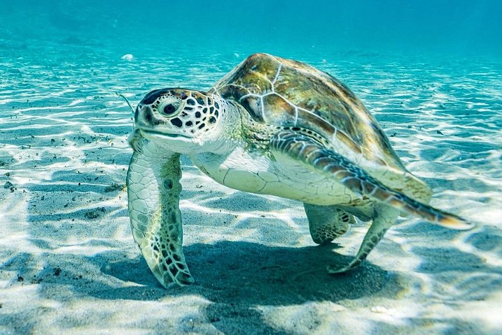 Explore a beleza natural de Curaçao com passeios a grutas, snorkeling com tartarugas e relaxamento na praia, foto 4 | wizardtrip