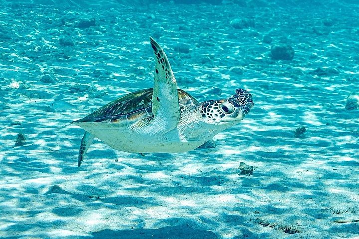 Explore a beleza natural de Curaçao com passeios a grutas, snorkeling com tartarugas e relaxamento na praia, foto 5 | wizardtrip