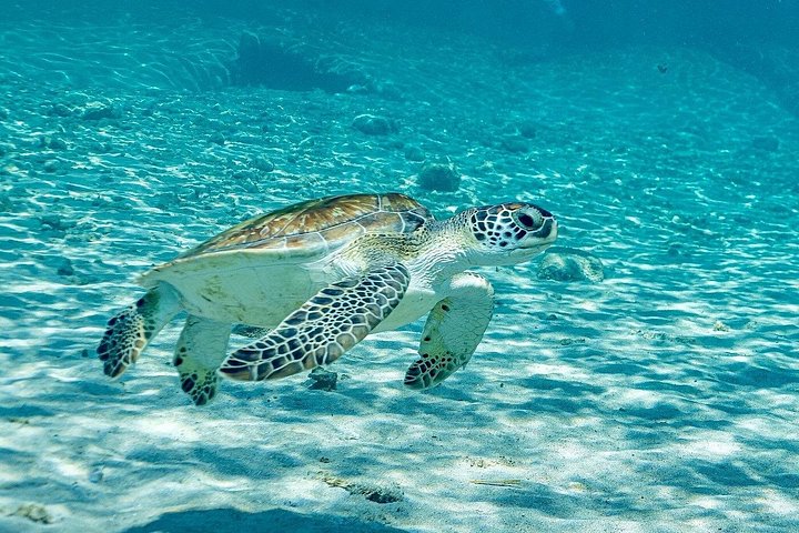 Explore a beleza natural de Curaçao com passeios a grutas, snorkeling com tartarugas e relaxamento na praia, foto 6 | wizardtrip