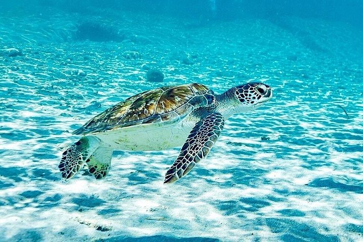 Explore a beleza natural de Curaçao com passeios a grutas, snorkeling com tartarugas e relaxamento na praia, foto 7 | wizardtrip