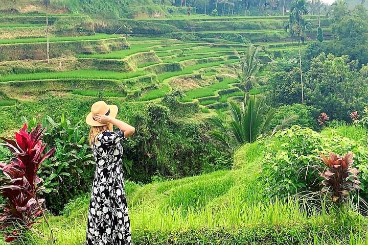 Ubud Hoogtepunten: Apenbos, Rijstterrassen, Tirta Empul Tempel | wizardtrip