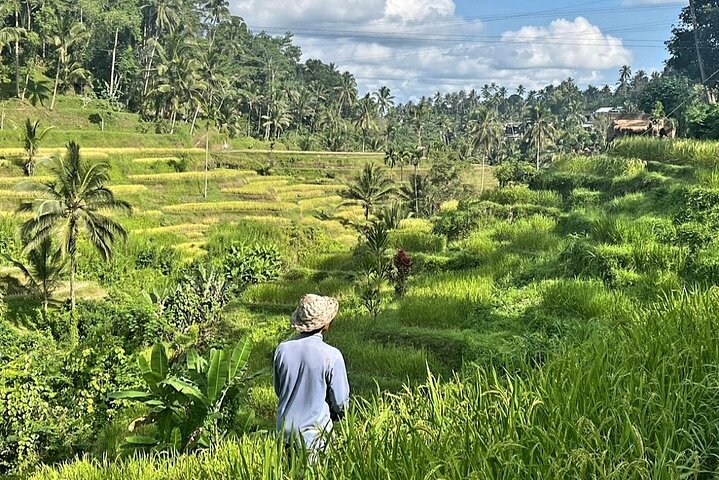 Privétour langs de hoogtepunten van Ubud, inclusief apenbos, rijstterrassen en tempels op Bali, foto 6 | wizardtrip