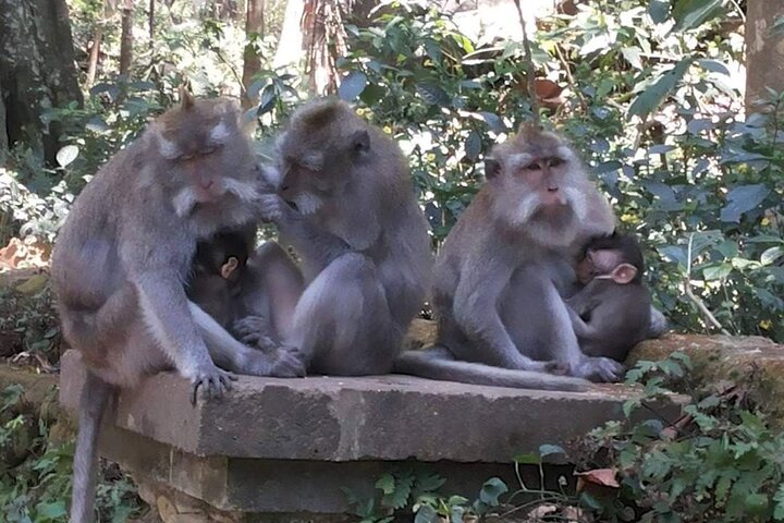 Privétour langs de hoogtepunten van Ubud, inclusief apenbos, rijstterrassen en tempels op Bali, foto 8 | wizardtrip