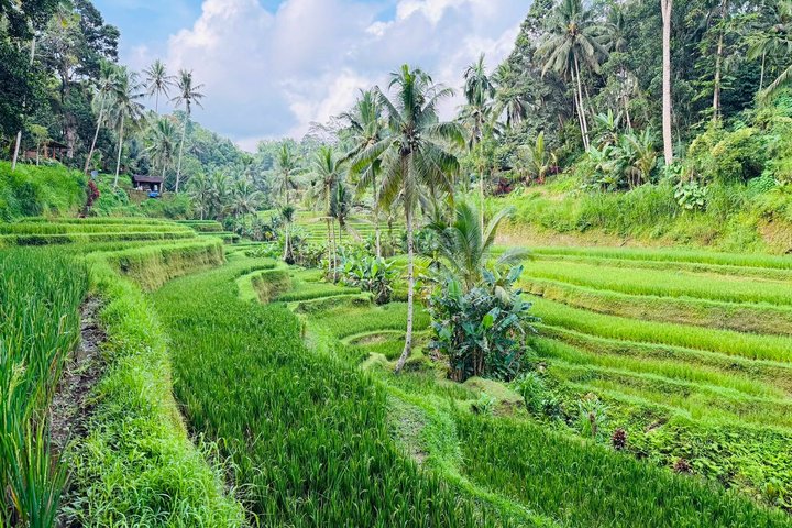 Privétour langs de hoogtepunten van Ubud, inclusief apenbos, rijstterrassen en tempels op Bali, foto 14 | wizardtrip