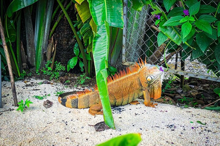 コスタリカのココア農園での実践的なチョコレート作りツアー、写真14 | wizardtrip