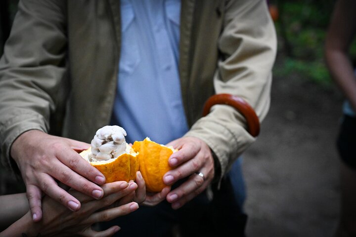 コスタリカのココア農園での実践的なチョコレート作りツアー、写真37 | wizardtrip