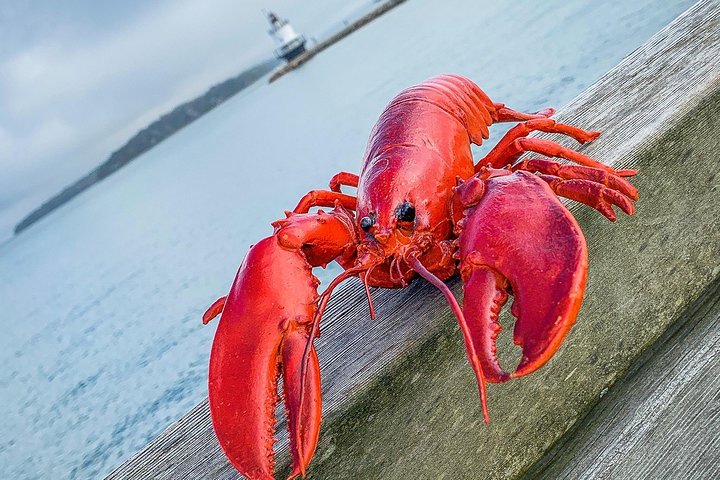 Erkunden Sie Portlands historische Leuchttürme und die malerische Küste auf dieser geführten Tour durch Maine, Foto 13 | wizardtrip