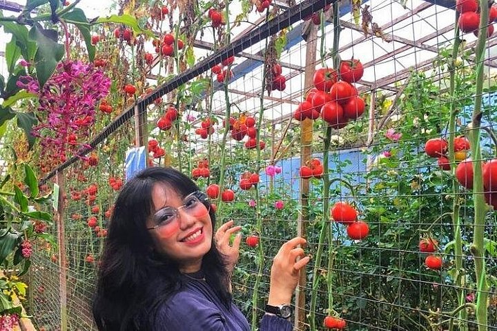 Esplora le lussureggianti piantagioni di tè e i vivaci mercati di Cameron Highlands in un tour di un giorno da Ipoh, foto 11 | wizardtrip