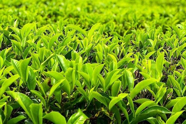 Esplora le lussureggianti piantagioni di tè e i vivaci mercati di Cameron Highlands in un tour di un giorno da Ipoh, foto 12 | wizardtrip