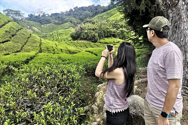 Esplora le lussureggianti piantagioni di tè e i vivaci mercati di Cameron Highlands in un tour di un giorno da Ipoh, foto 17 | wizardtrip