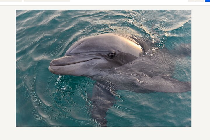 BIG FUN Crociera Delfini ed Esperienza Vita Marina ORANGE BEACH ALABAMA | wizardtrip