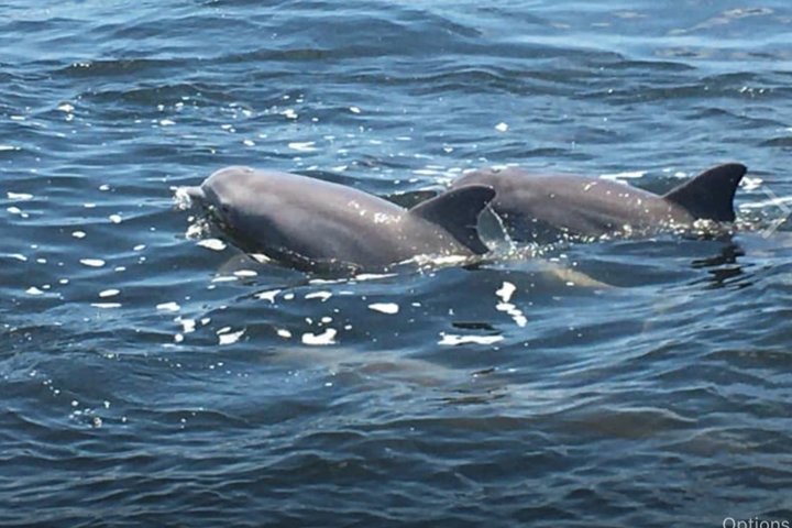 Nyt et morsomt delfinkryss og sjølivsopplevelse på en båt i Orange Beach, Alabama, foto 6 | wizardtrip