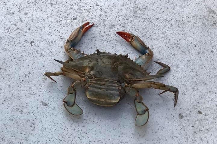 Nyt et morsomt delfinkryss og sjølivsopplevelse på en båt i Orange Beach, Alabama, foto 7 | wizardtrip