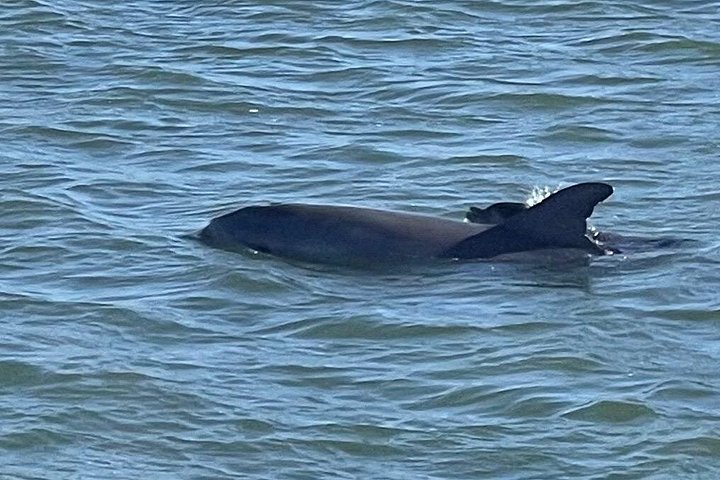 Nyt et morsomt delfinkryss og sjølivsopplevelse på en båt i Orange Beach, Alabama, foto 13 | wizardtrip