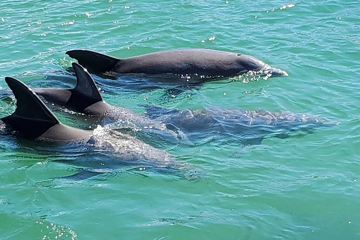 Nyt et morsomt delfinkryss og sjølivsopplevelse på en båt i Orange Beach, Alabama, foto 15 | wizardtrip