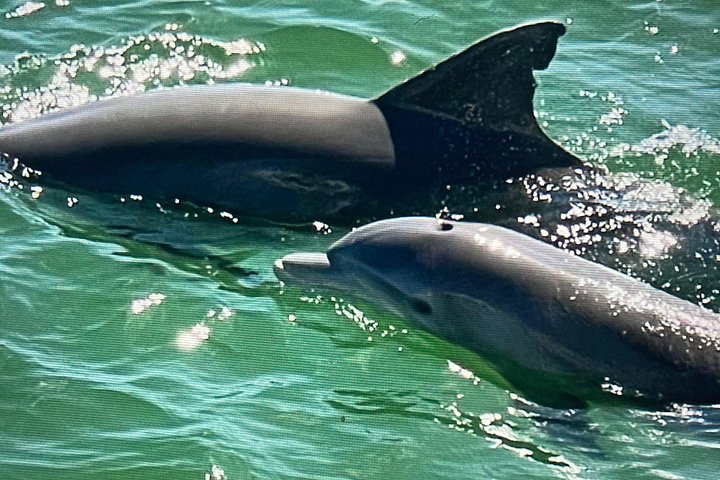 Nyt et morsomt delfinkryss og sjølivsopplevelse på en båt i Orange Beach, Alabama, foto 16 | wizardtrip