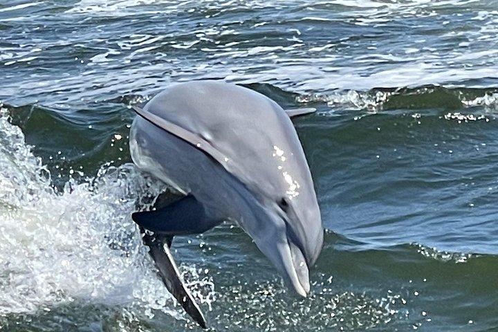 Nyt et morsomt delfinkryss og sjølivsopplevelse på en båt i Orange Beach, Alabama, foto 17 | wizardtrip