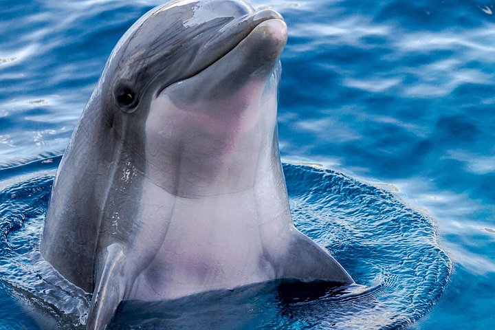 Nyt et morsomt delfinkryss og sjølivsopplevelse på en båt i Orange Beach, Alabama, foto 18 | wizardtrip