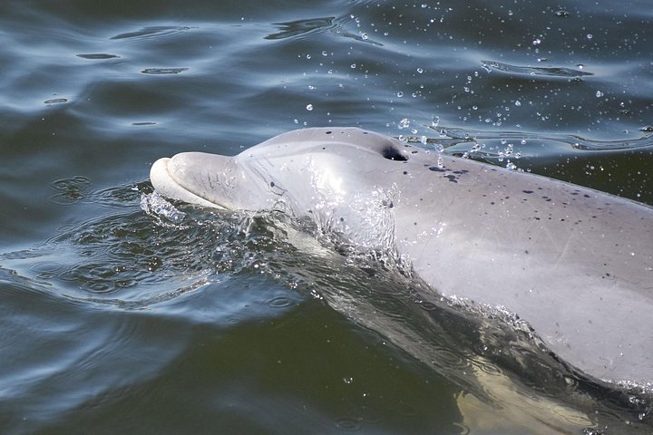Nyt et morsomt delfinkryss og sjølivsopplevelse på en båt i Orange Beach, Alabama, foto 20 | wizardtrip