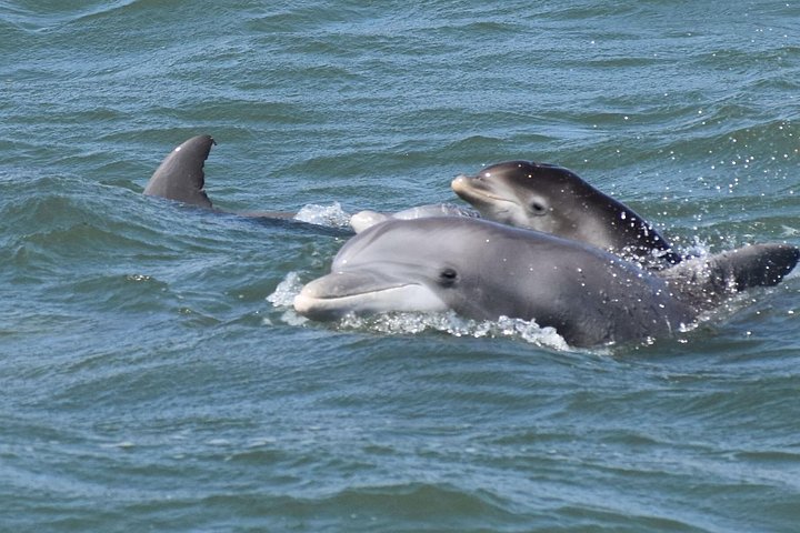 Nyt et morsomt delfinkryss og sjølivsopplevelse på en båt i Orange Beach, Alabama, foto 21 | wizardtrip
