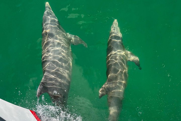 Nyt et morsomt delfinkryss og sjølivsopplevelse på en båt i Orange Beach, Alabama, foto 24 | wizardtrip