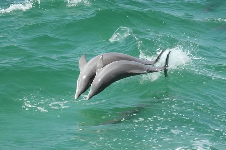 Nyt et morsomt delfinkryss og sjølivsopplevelse på en båt i Orange Beach, Alabama, foto 25 | wizardtrip