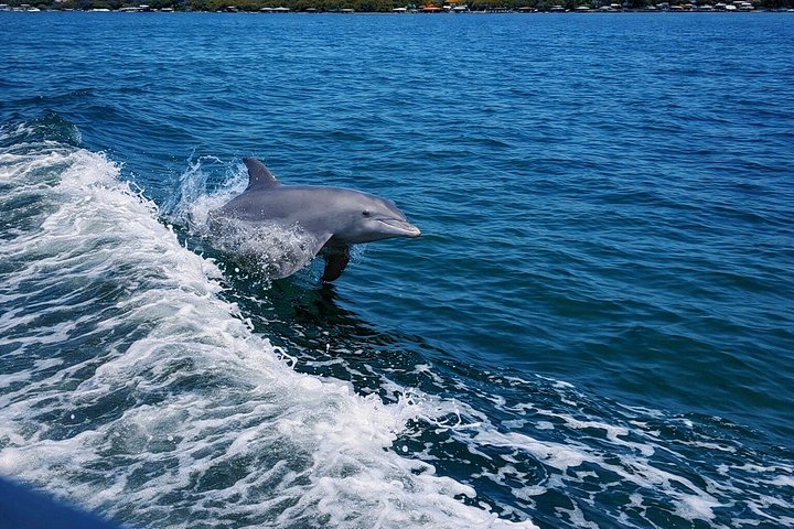 Nyt et morsomt delfinkryss og sjølivsopplevelse på en båt i Orange Beach, Alabama, foto 27 | wizardtrip