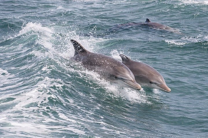 Nyt et morsomt delfinkryss og sjølivsopplevelse på en båt i Orange Beach, Alabama, foto 28 | wizardtrip