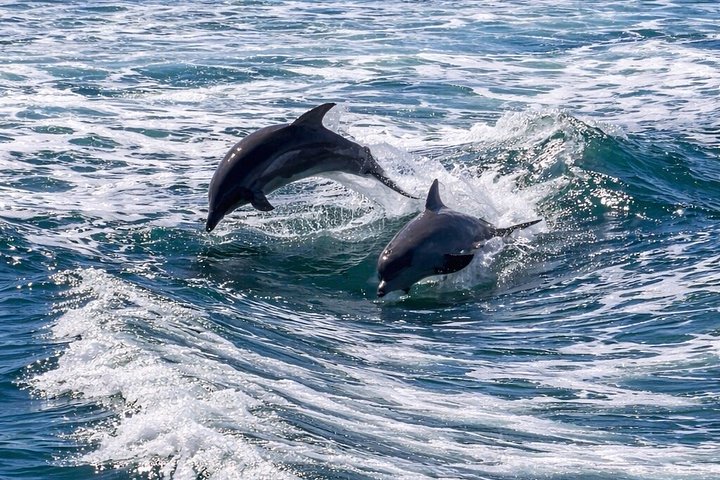 Nyt et morsomt delfinkryss og sjølivsopplevelse på en båt i Orange Beach, Alabama, foto 29 | wizardtrip