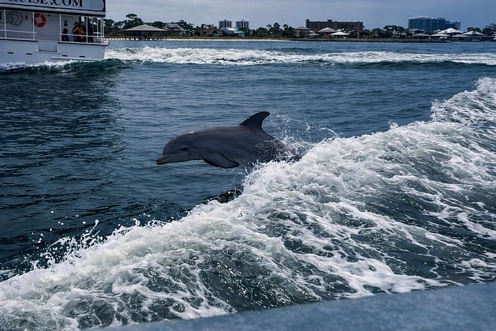 Nyt et morsomt delfinkryss og sjølivsopplevelse på en båt i Orange Beach, Alabama, foto 30 | wizardtrip