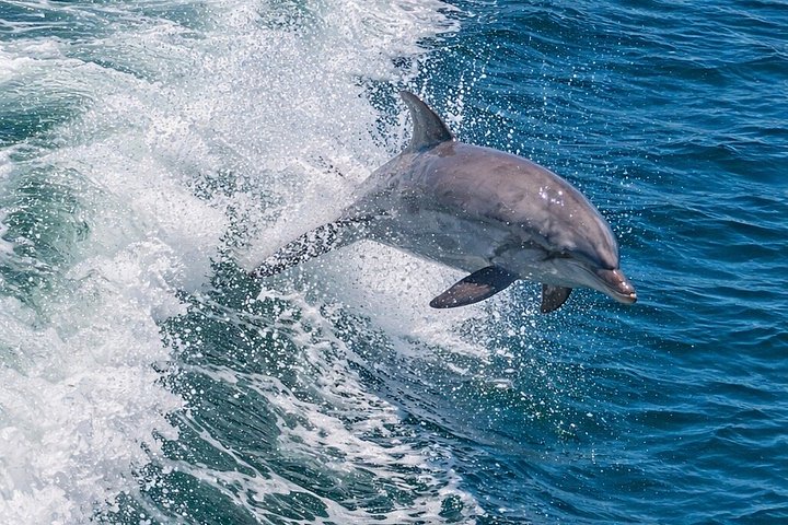 Nyt et morsomt delfinkryss og sjølivsopplevelse på en båt i Orange Beach, Alabama, foto 31 | wizardtrip