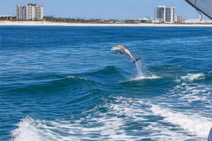 Nyt et morsomt delfinkryss og sjølivsopplevelse på en båt i Orange Beach, Alabama, foto 32 | wizardtrip