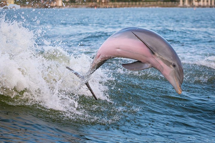 Nyt et morsomt delfinkryss og sjølivsopplevelse på en båt i Orange Beach, Alabama, foto 36 | wizardtrip