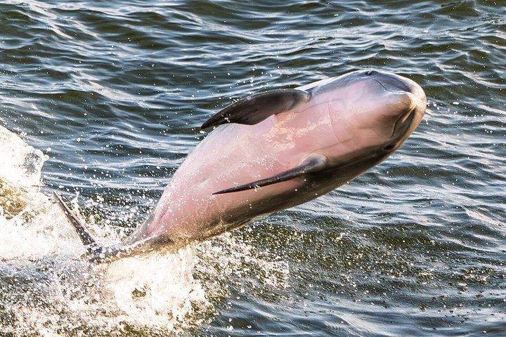 Nyt et morsomt delfinkryss og sjølivsopplevelse på en båt i Orange Beach, Alabama, foto 38 | wizardtrip