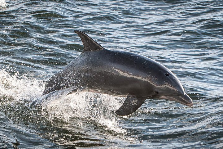 Nyt et morsomt delfinkryss og sjølivsopplevelse på en båt i Orange Beach, Alabama, foto 41 | wizardtrip