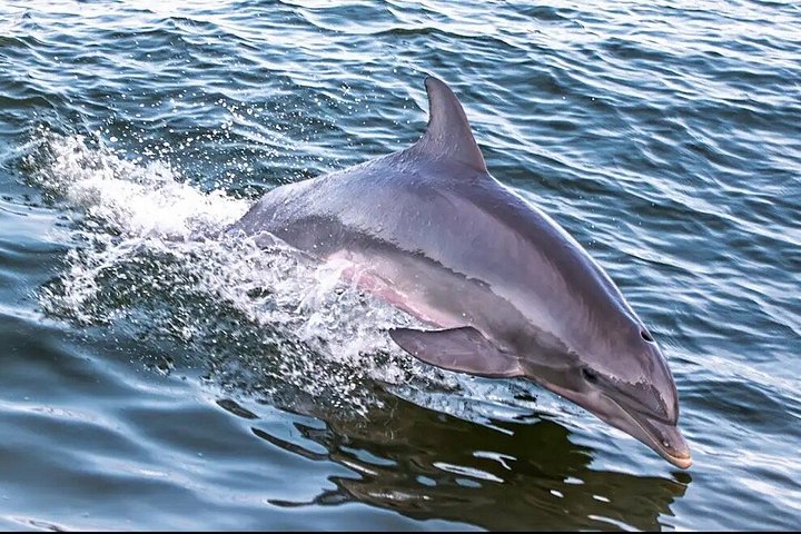 Nyt et morsomt delfinkryss og sjølivsopplevelse på en båt i Orange Beach, Alabama, foto 42 | wizardtrip