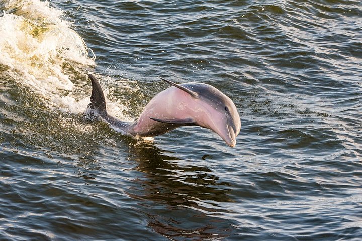 Nyt et morsomt delfinkryss og sjølivsopplevelse på en båt i Orange Beach, Alabama, foto 43 | wizardtrip