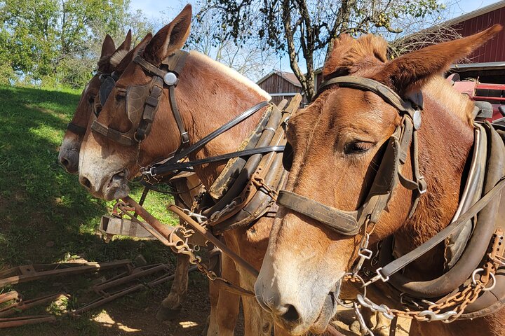 Unique Amish Immersion in Lancaster | wizardtrip