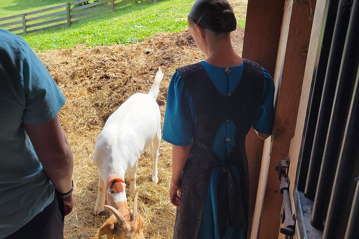 Fordybende tur i Amish Country i Lancaster, Pennsylvania, med gårde og kulturel indsigt, foto 13 | wizardtrip