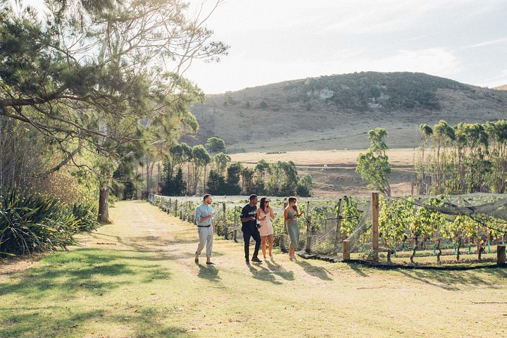 Tour de vinhos panorâmico na Ilha Waiheke, Nova Zelândia, visitando vinícolas e apreciando vistas costeiras, foto 15 | wizardtrip